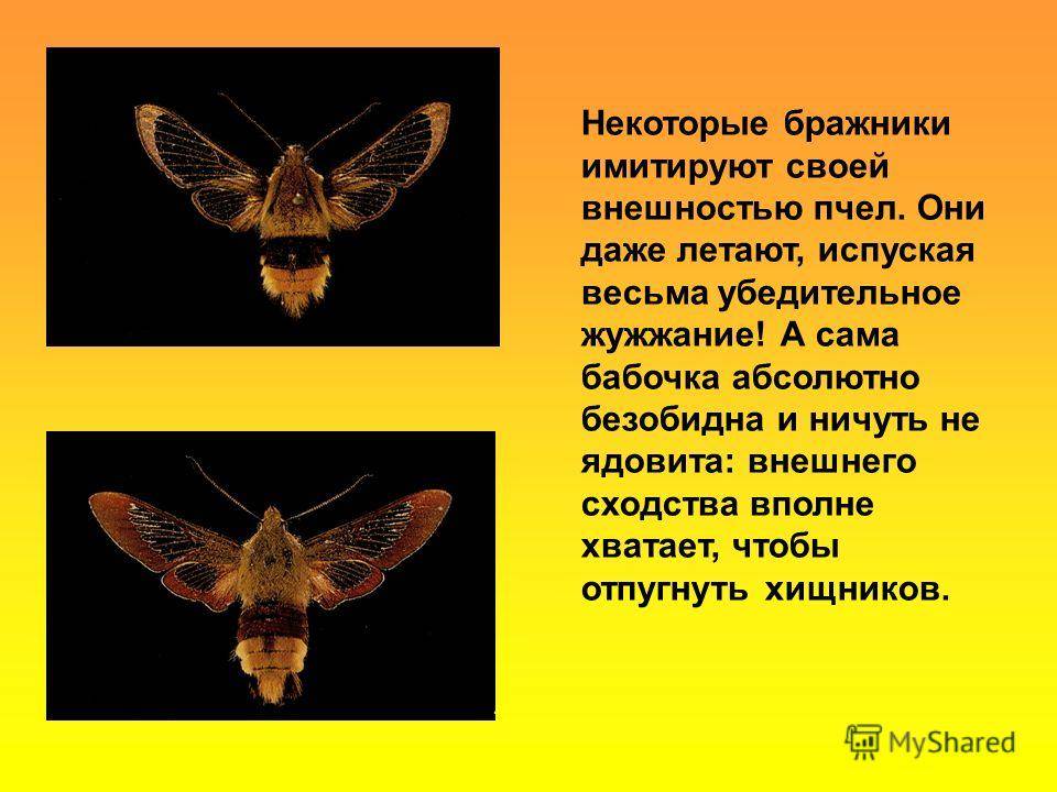 Бабочка бражник — описание, среда обитания, виды