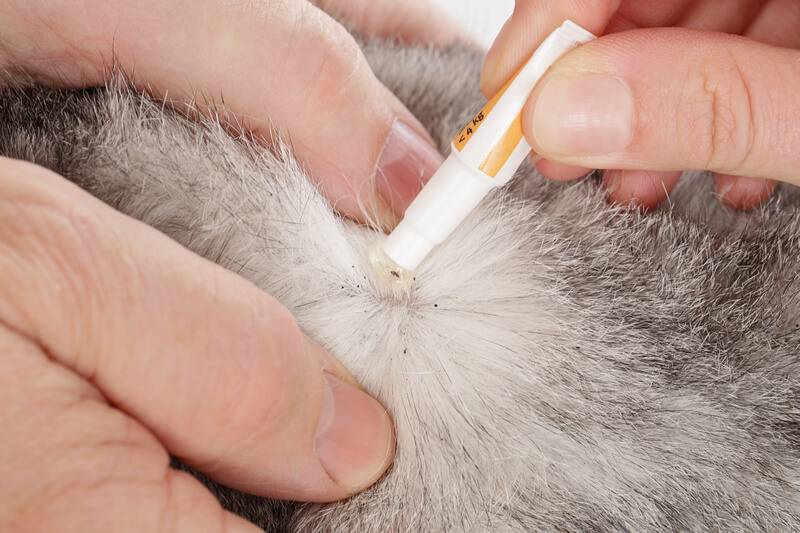 Как вывести блох у кошек народными средствами? 17 средств эффективных средств и способов вывести блох у кошки без химикатов
