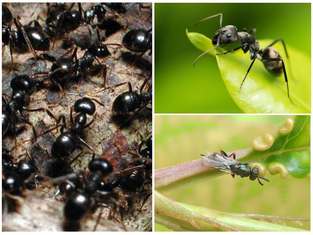 Как избавиться от летающих муравьев в доме: методы борьбы с крылатыми насекомыми