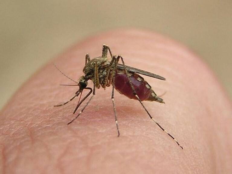 Почему пищат комары, как у них получается издавать писк, а не жужжание?