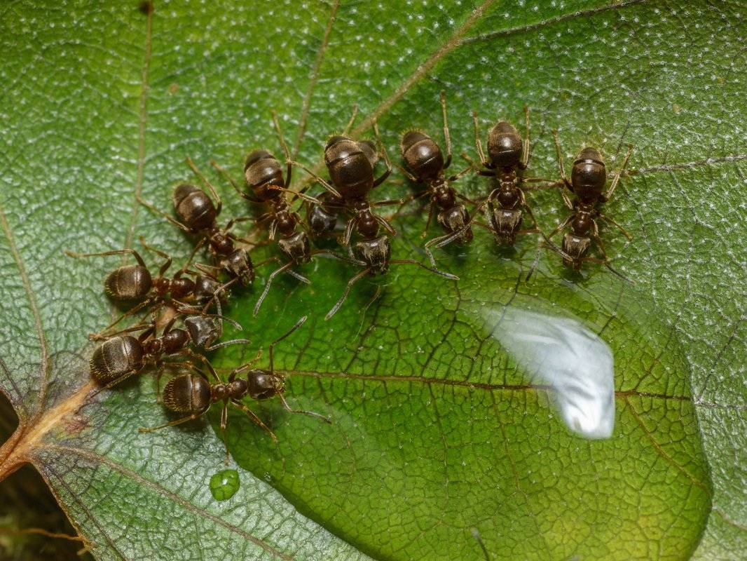 Виды муравьев фото с названиями в россии