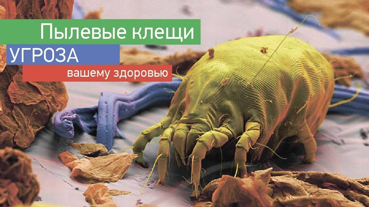 Клещи в подушках перьевых фото