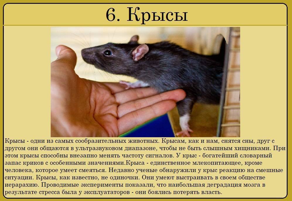 Серая крыса (пасюк): интересные факты о жизни этих грызунов