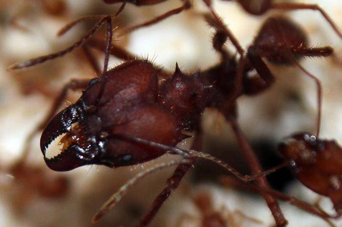 Муравей насекомое. описание, особенности, виды, образ жизни и среда обитания муравья | живность.ру