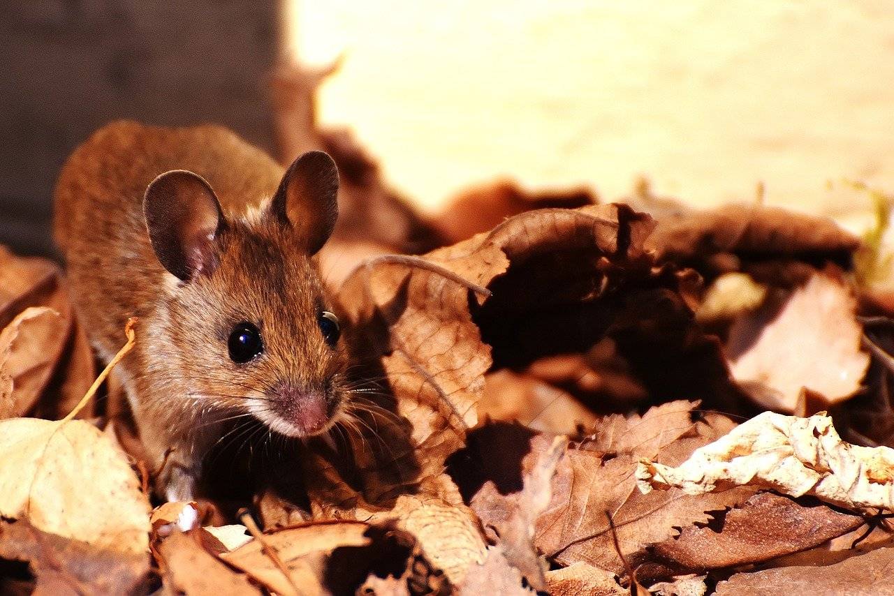 Летучие мыши: чем питаются, виды, сколько живут, среда обитания