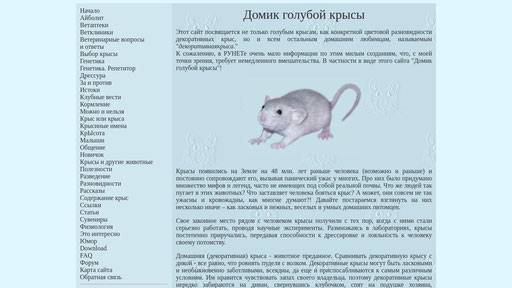 Почему крыса пищит или как разговаривают домашние грызуны