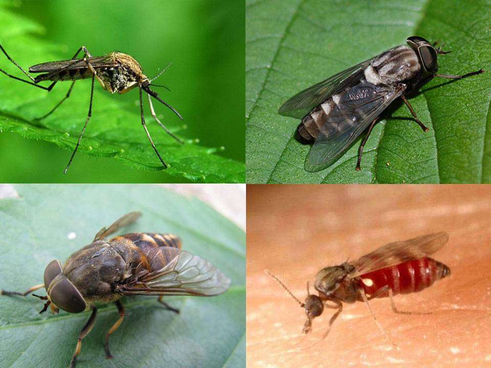 Муха кусается. почему кусаются мухи и можно ли защитить от них своего питомца
