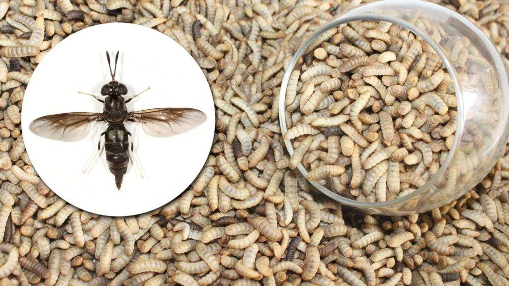 Муха черная львинка: разведение насекомого в медицинских целях. как выглядит ферма по выращиванию личинок мух. что с них делают