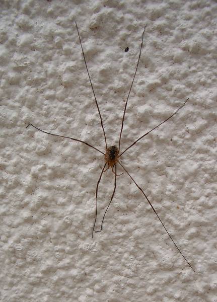 Домашние пауки: виды, какие живут в домах в россии, опасны ли черные пауки