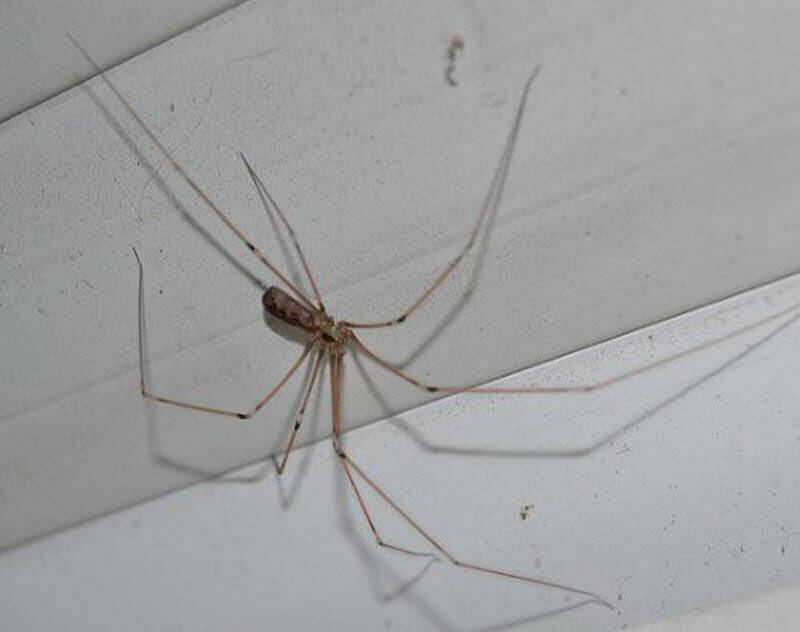 Кто такой – паук с длинными тонкими ножками, и чем он еще отличается от своих сородичей?
