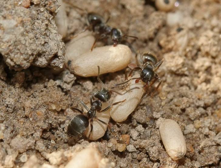 Могут ли муравьи съесть рассаду огурцов