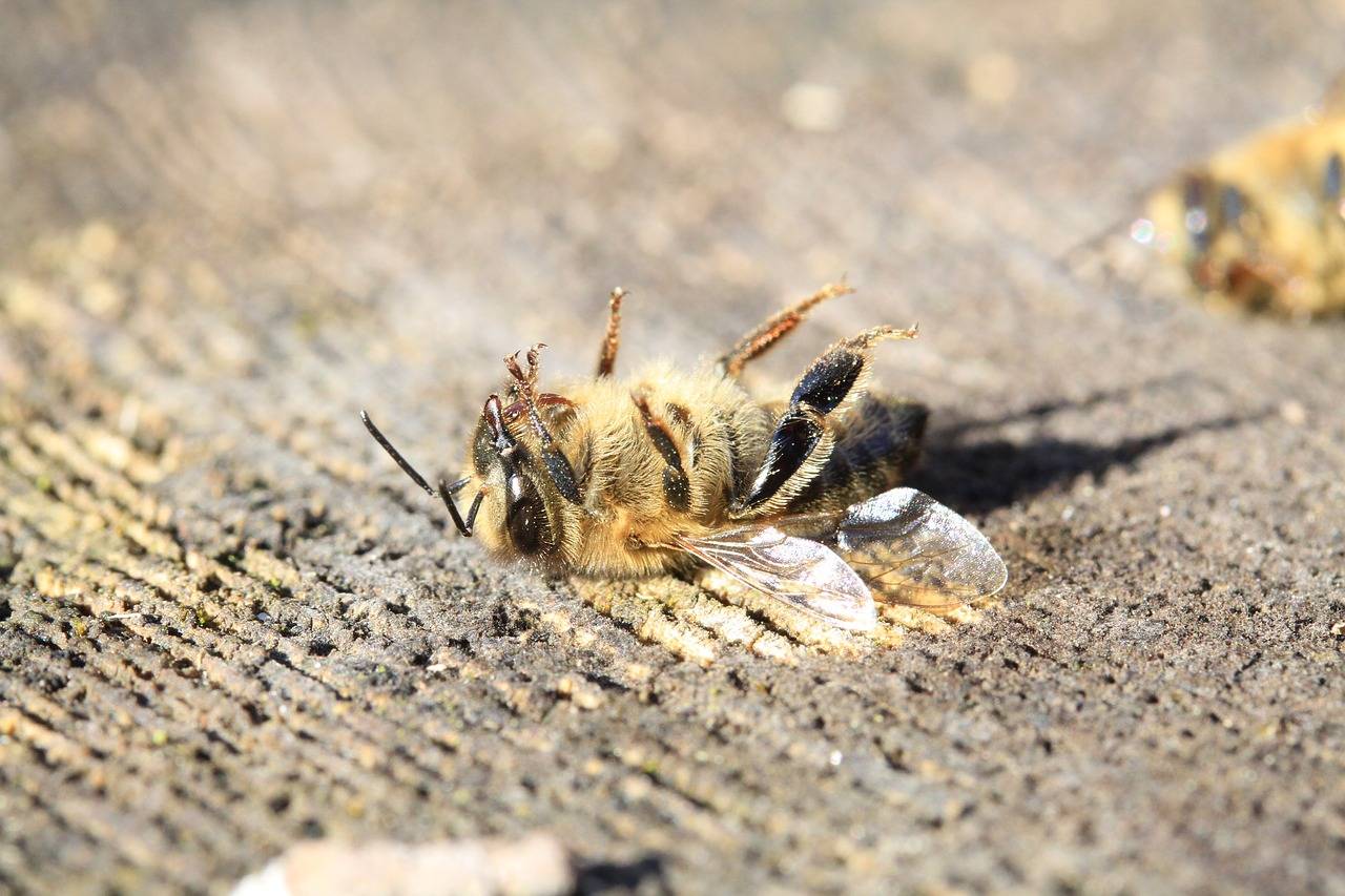 Почему пчела умирает после того как ужалит человека, сколько живет после укуса