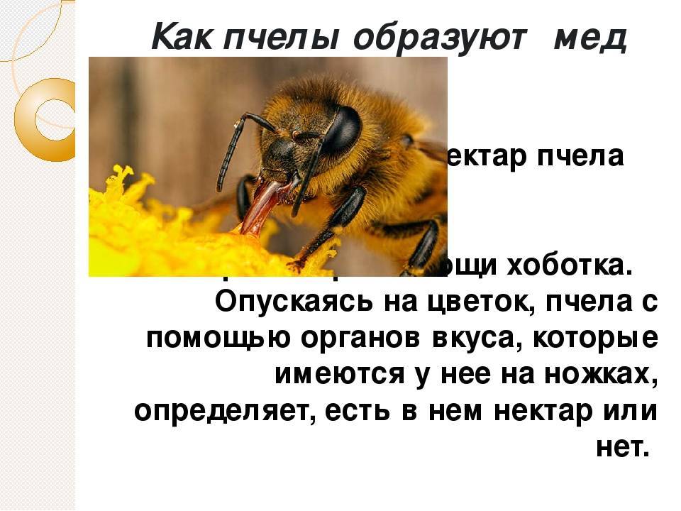 Как пчелы делают мед: зачем и для чего диким пчелам, как выглядит