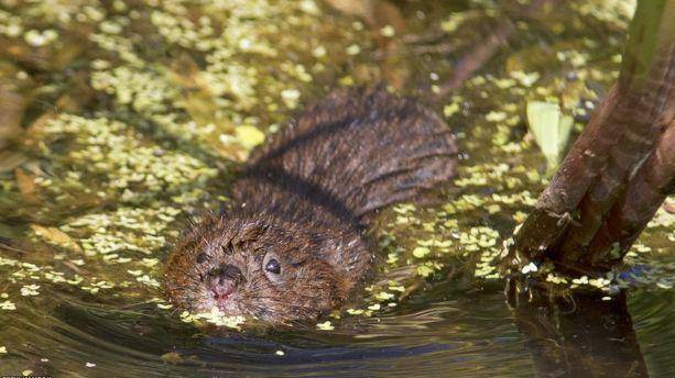 Водяная полевка, или водяная крыса | мир животных и растений