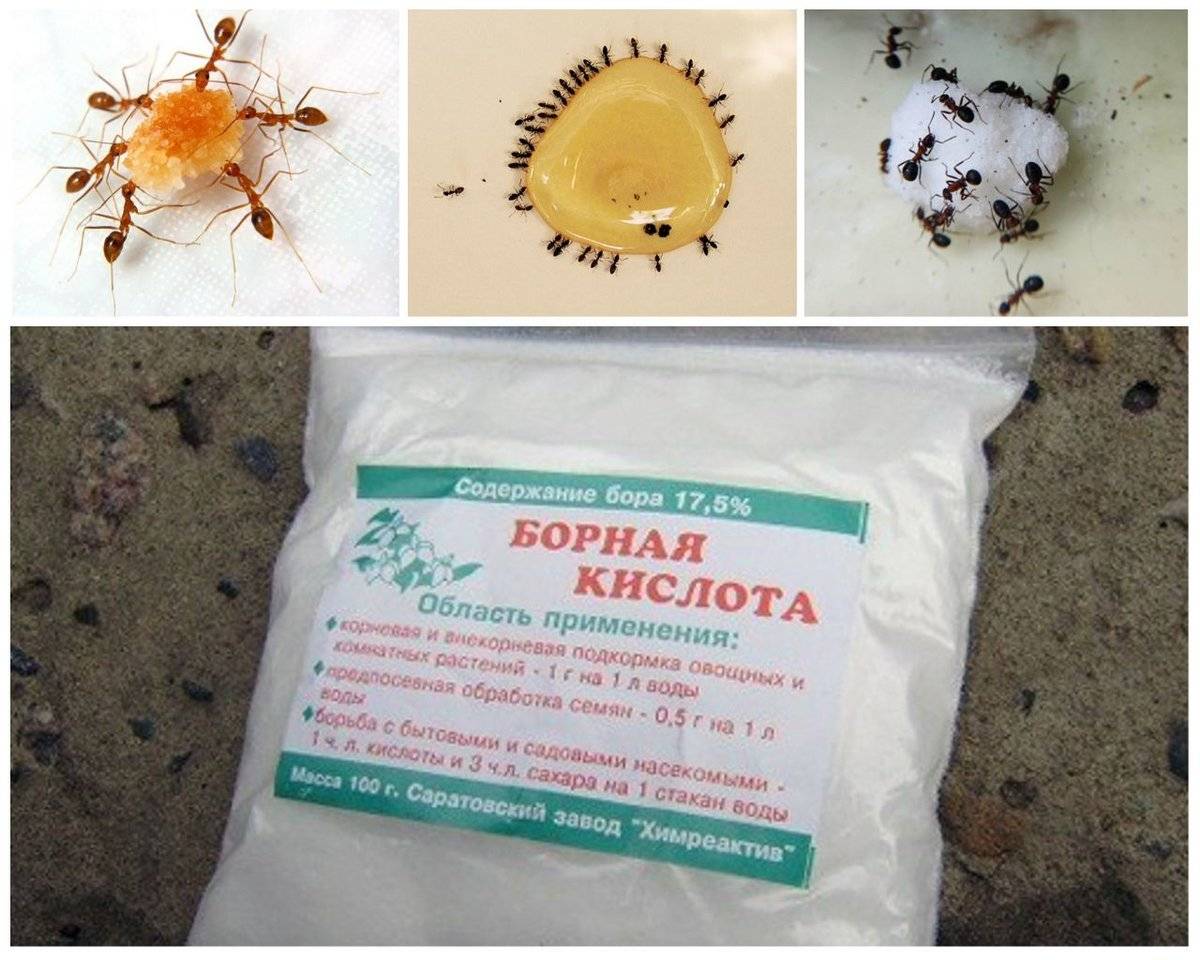Как быстро и эффективно избавиться от муравьев в квартире народными средствами?