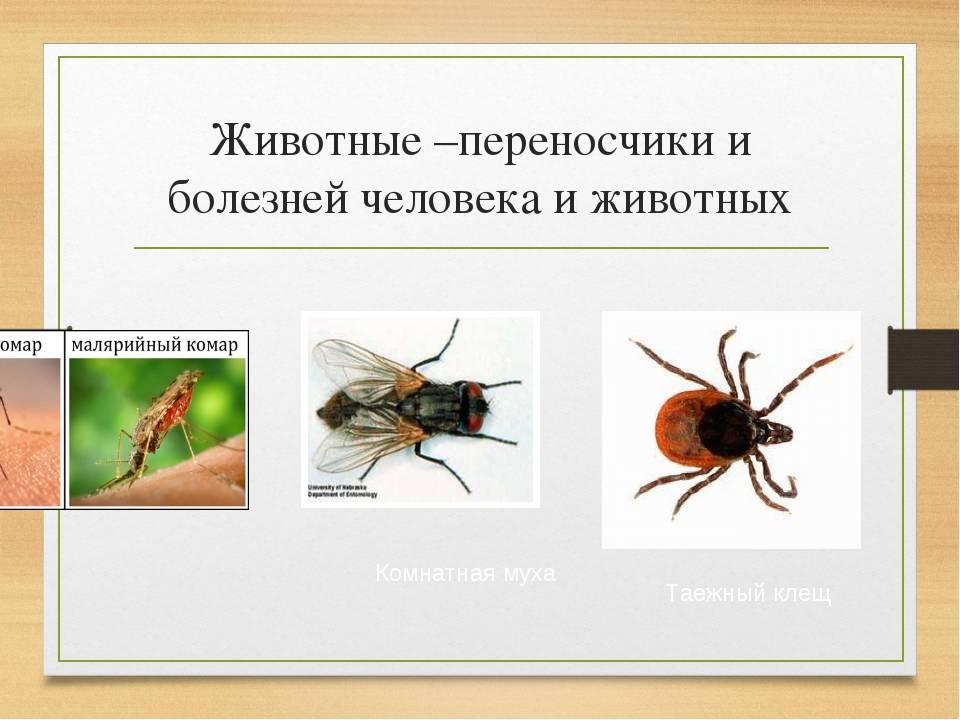 Чем опасны мухи для людей и животных?