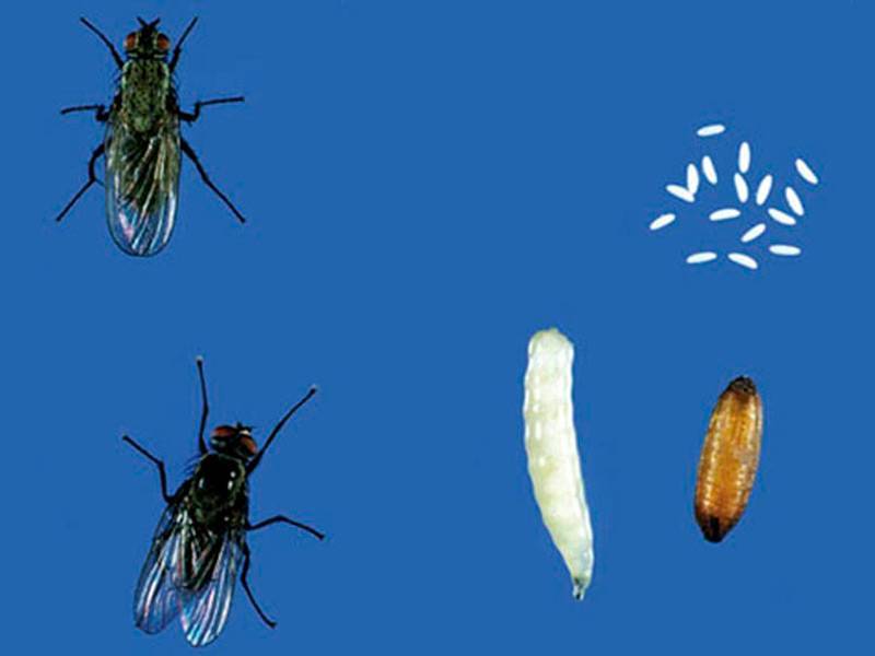 Описание домашней мухи