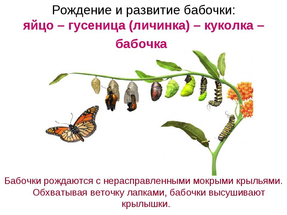 Бабочка-крапивница, фото и описание: как выглядит и чем питается насекомое, как оно развивается?