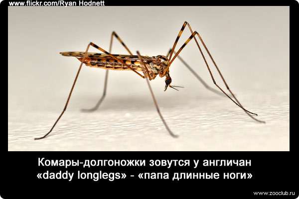 Почему некоторых людей не кусают комары. интересные факты о комарах, или за что уважать кровососа
