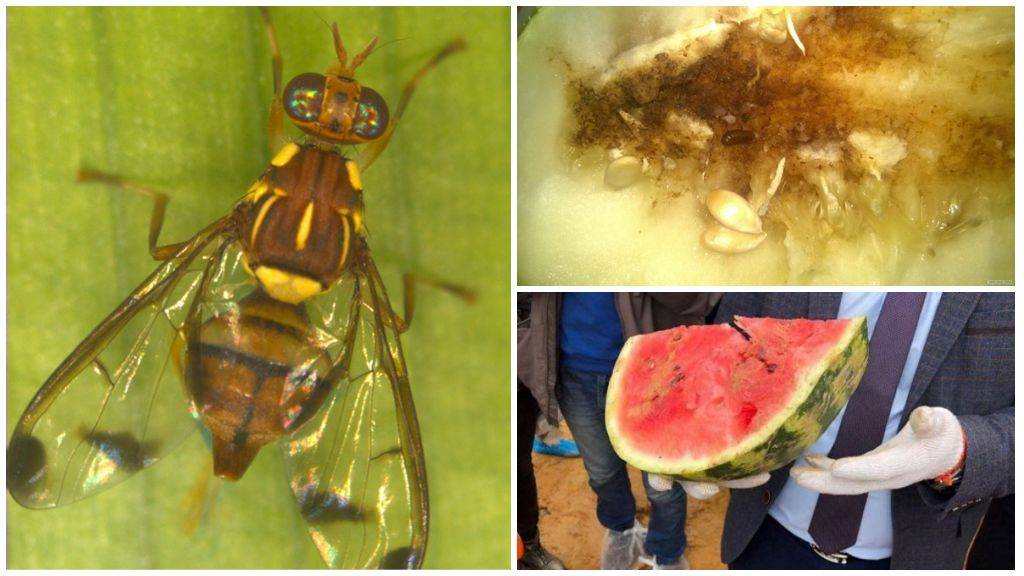 Муха — как выглядит, места обитания, основные подвиды, стадии рзможения. разновидности мух с фото и описанием