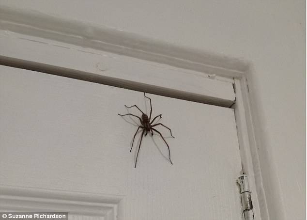 Способы избавления от пауков в доме