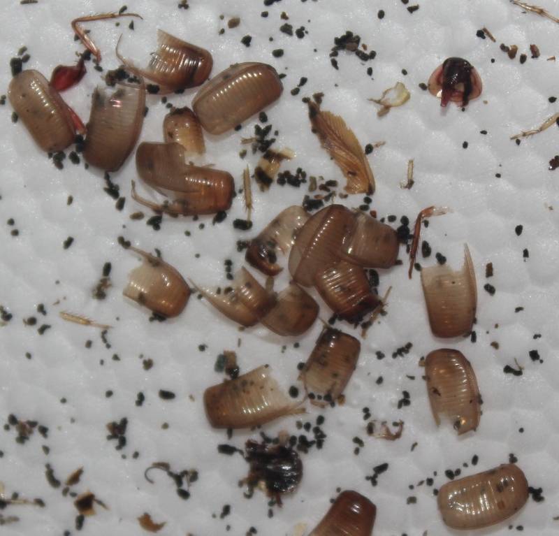 Как размножаются тараканы и сколько их вылупляется из одного яйца