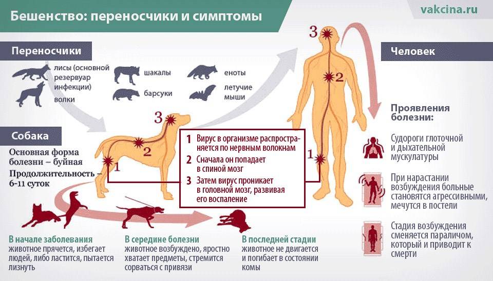 Какие болезни и инфекции передаются грызунами (крысами и мышами)