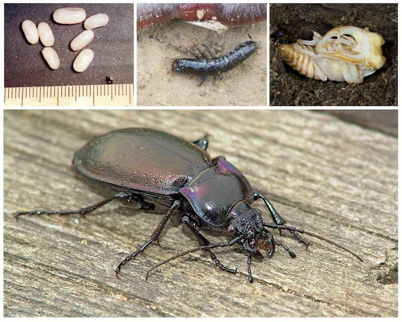 Жук усач насекомое. описание, особенности, виды, образ жизни и среда обитания жука усача