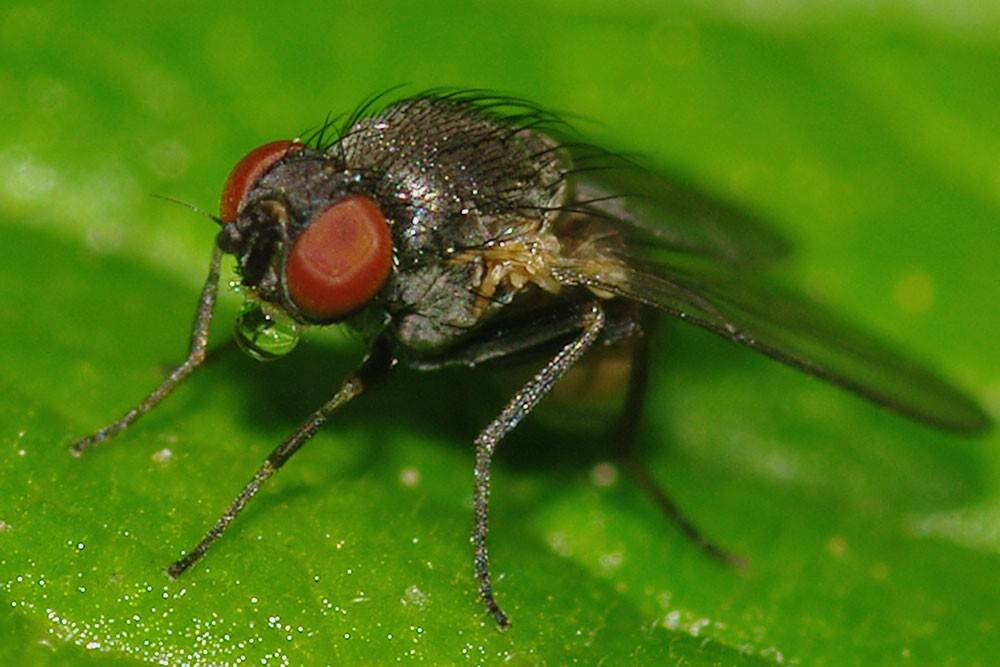 Ростковая муха на огурцах: меры борьбы