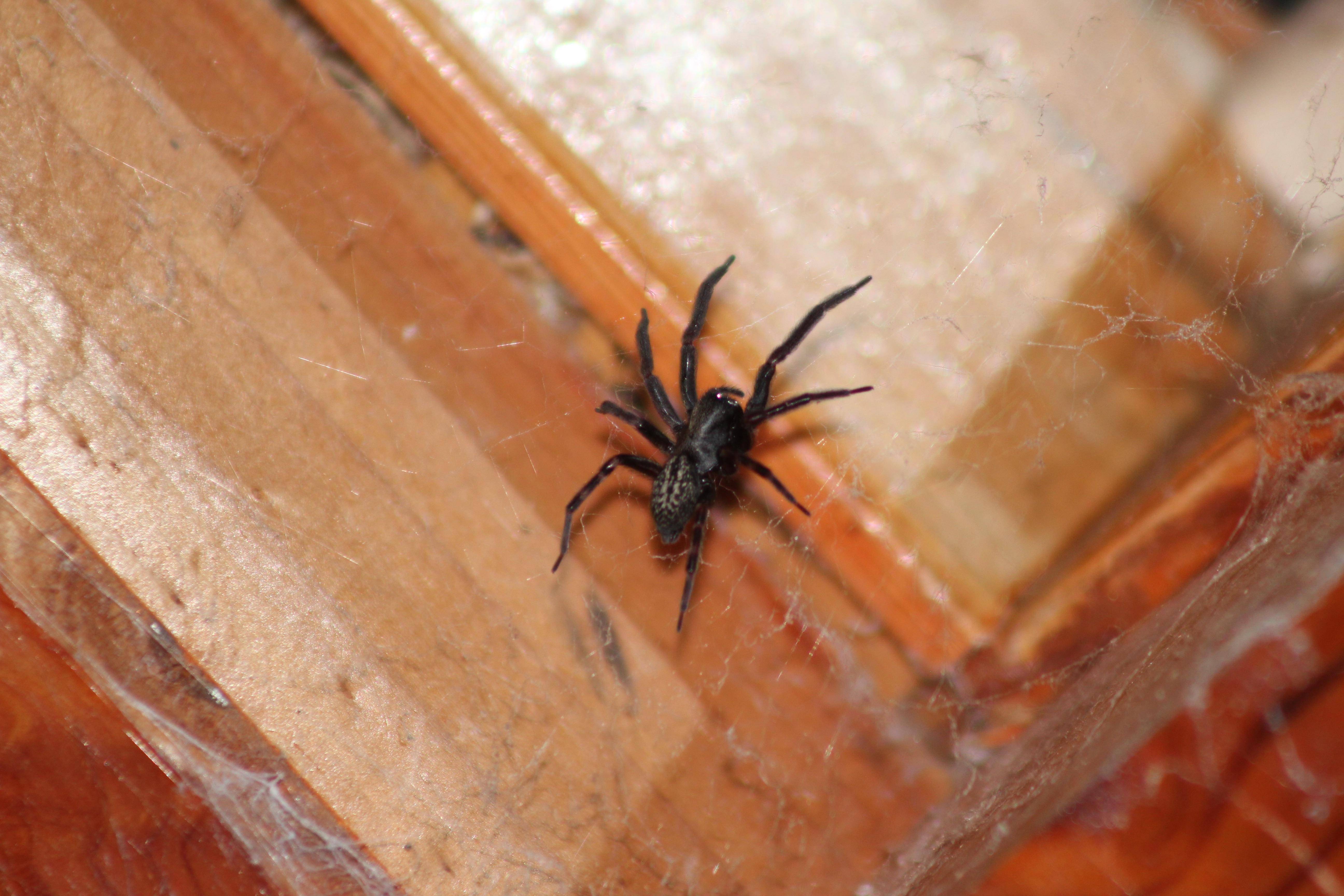 Большой, маленький черный паук в доме: примета, чем опасен, почему появился, как избавиться?