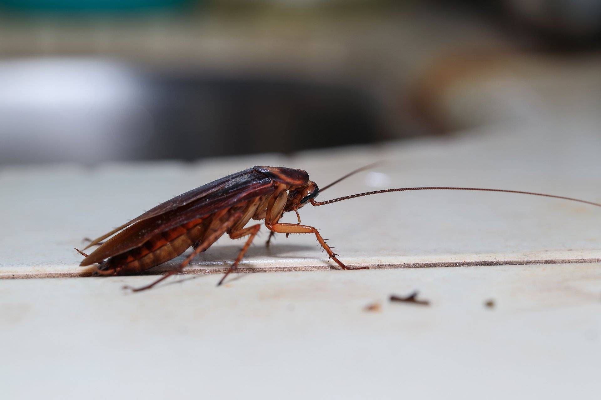Сколько живут домашние тараканы