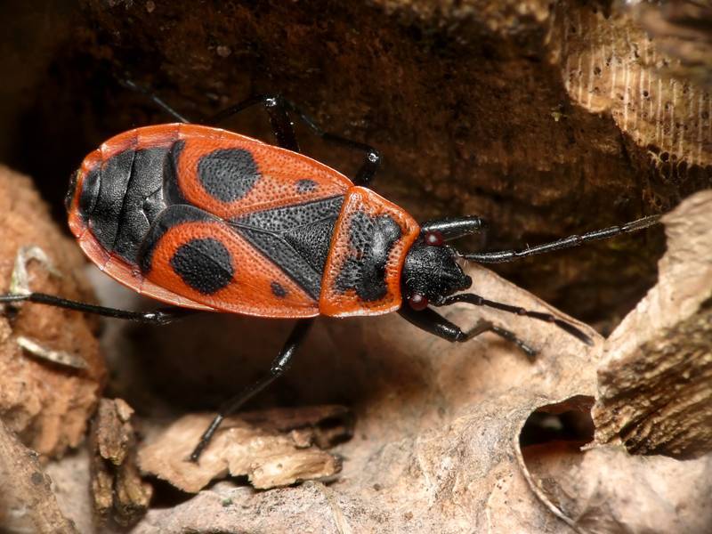 Притворяшка-вор: фото жука, как опознать вредителя и избавиться от него