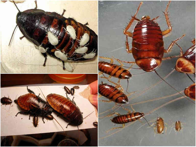 Как размножаются тараканы: скорость размножения, описание, видео, фото
