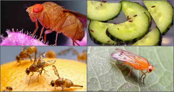 Откуда появляются мухи в доме зимой и какие приметы с этим связаны