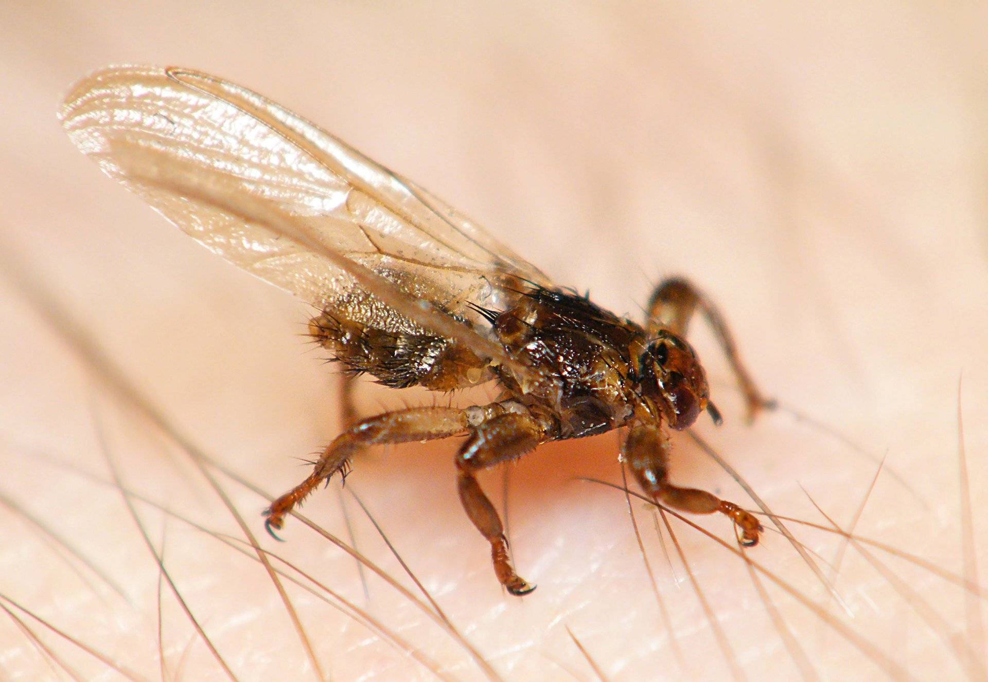 Лосиная муха или оленья кровососка: чем она опасна для человека