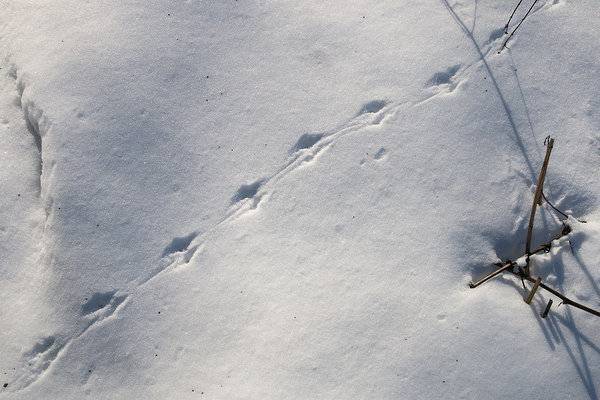 Следы рыси на снегу: как выглядят и о чем могут рассказать?