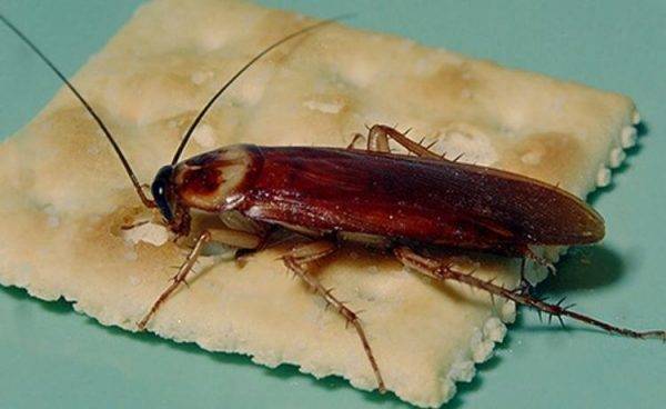 Что едят домашние тараканы: любимая пища и особенности питания