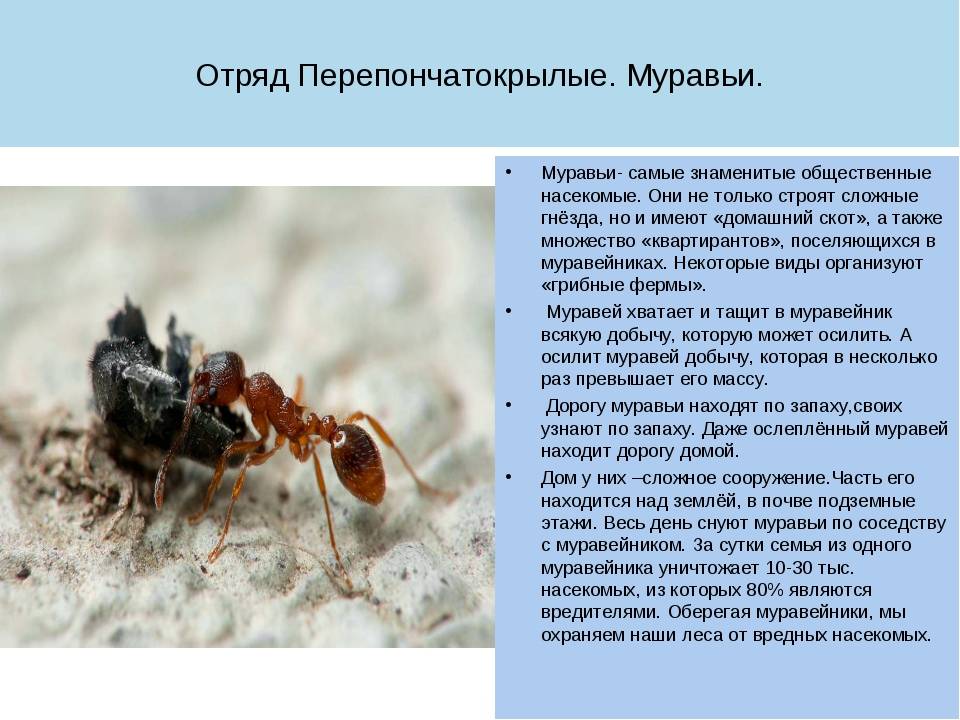 Муравей бульдог — описание, внешний вид, опасность для человека. муравьи бульдоги: особенности жизненного цикла