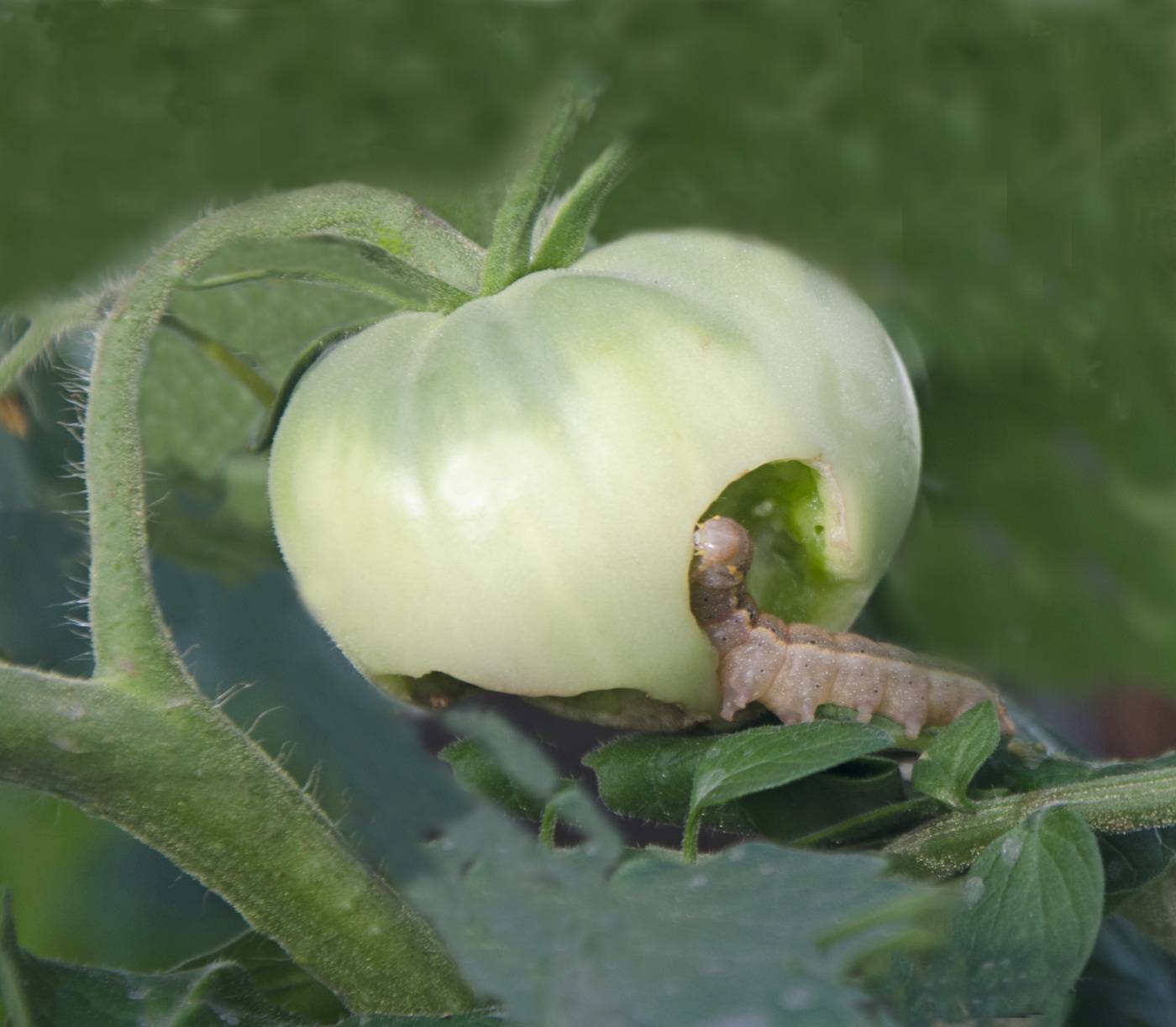 Борьба с совкой на помидорах: руководство по защите томатов от вредителей