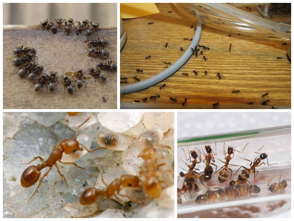 Желтые муравьи в квартире: описание, вредительство и как избавиться русский фермер