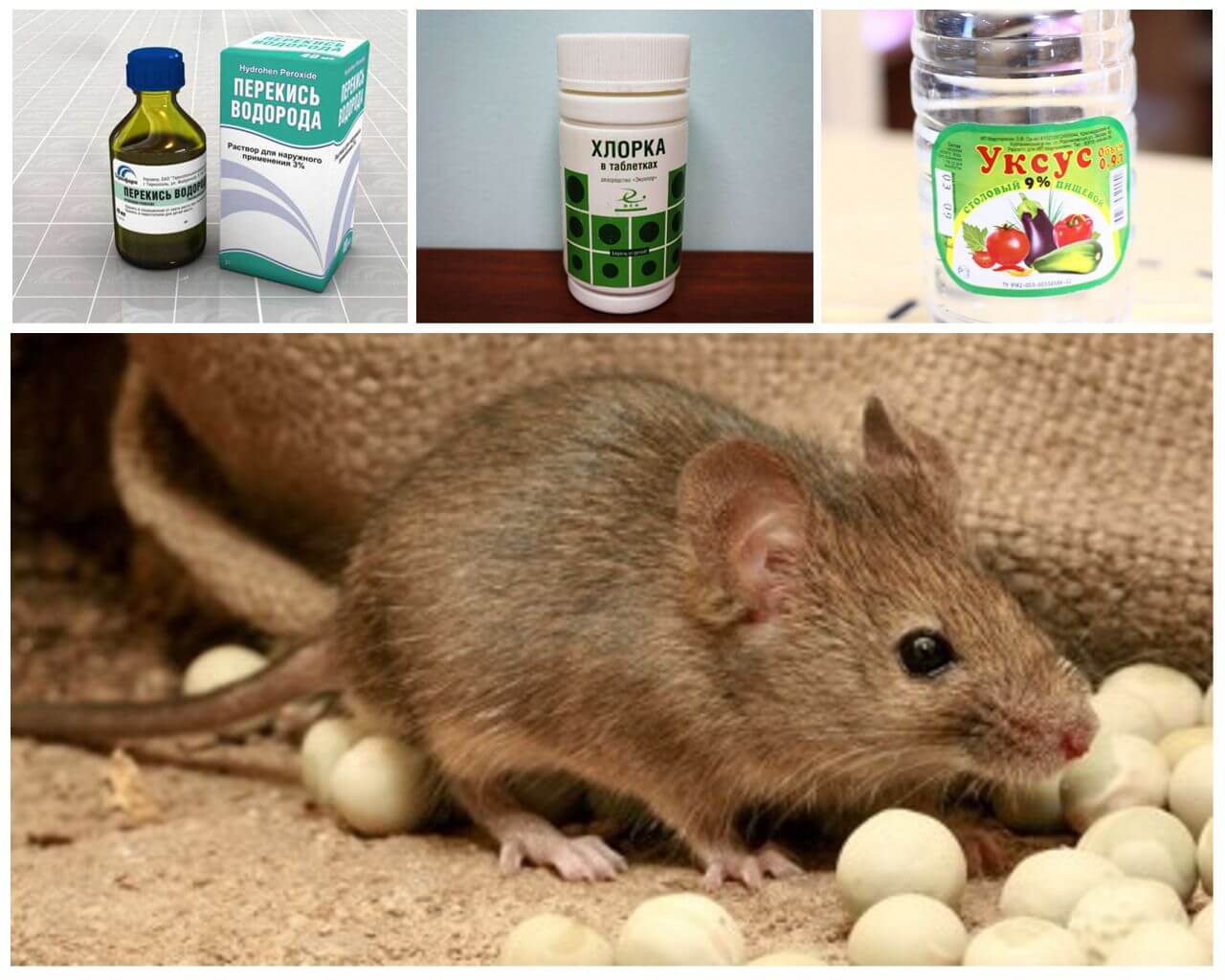 Как избавиться от крыс на участке: какой вред наносят, обзор лучших средств борьбы с ними - химические средства, физическое воздействие, отпугивание, живые крысоловки, санитарно-гигиенические меры