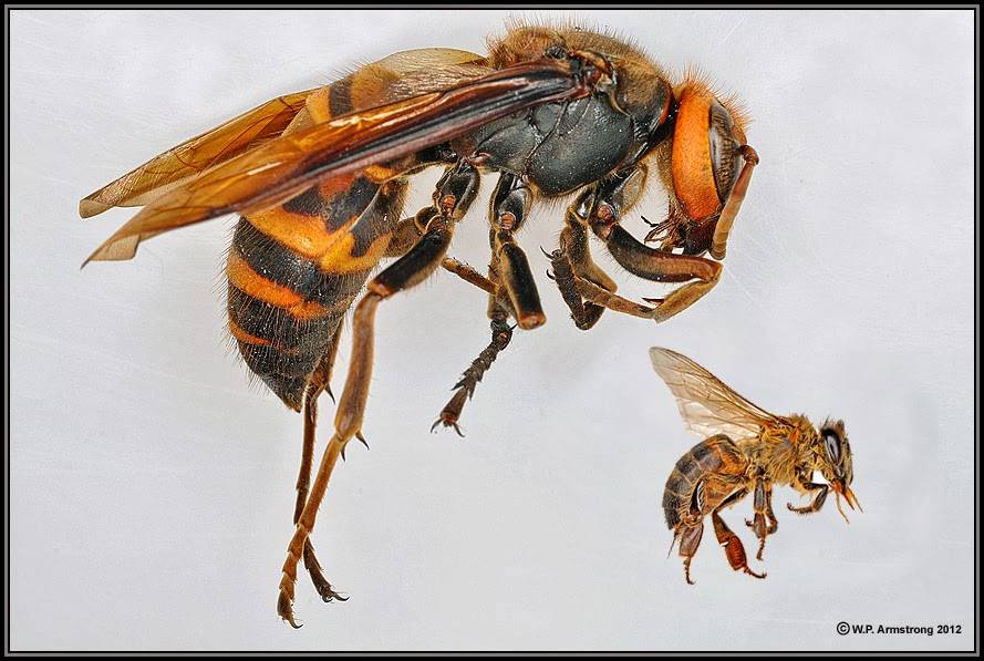 Самые большие осы – названия, фото и описание
