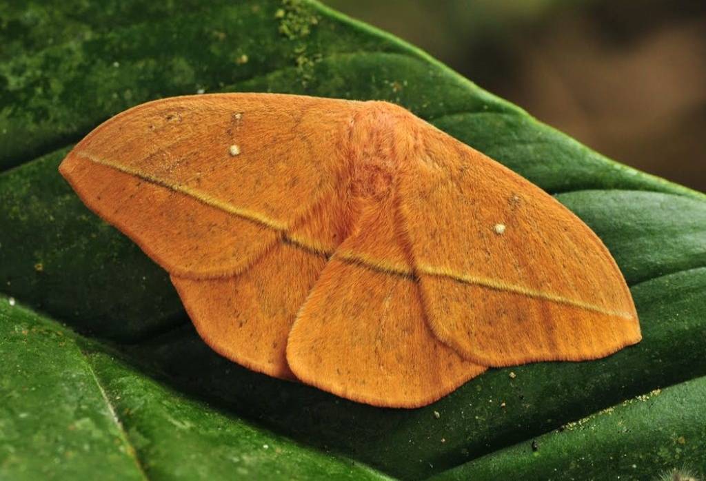 20 волшебных преображений: самые необычные бабочки и их гусеницы
