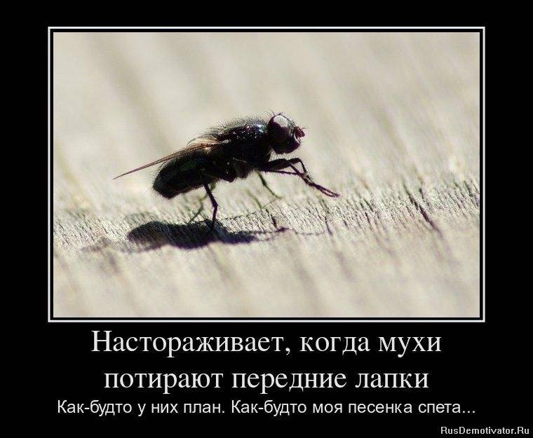 Почему мухи потирают лапки друг о друга, что это означает?