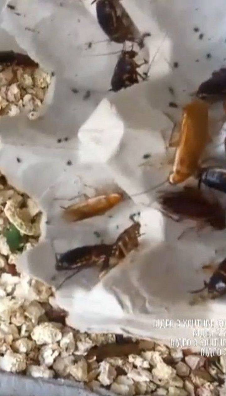 Узнаем могут ли тараканы проникнуть в ухо? что будет, чем опасно, а главное что делать при этом