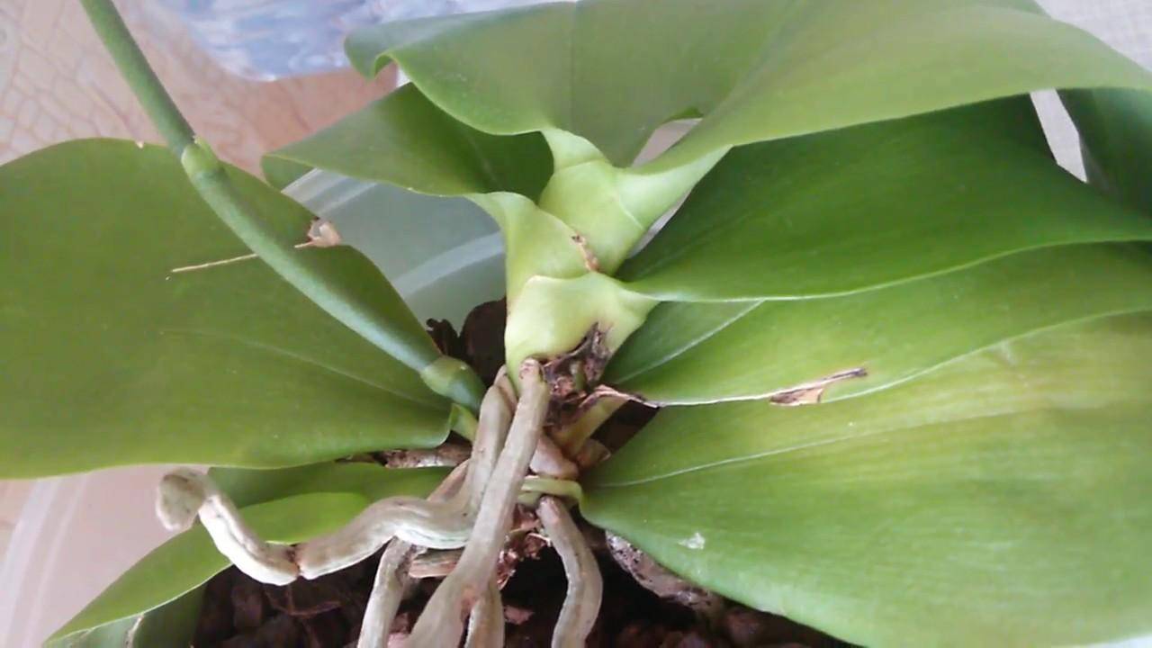 Паутинный клещ на орхидее: как вывести, профилактика появления