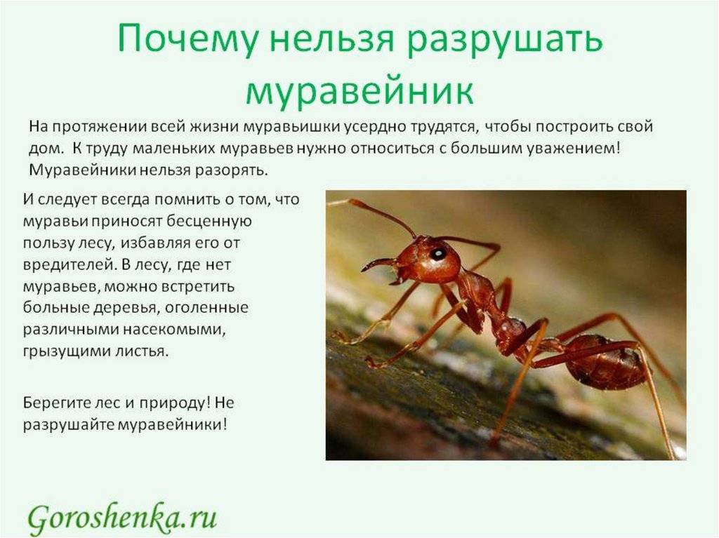 Почему умер муравей. Детям о муравьях для дошкольников. Муравьи презентация. Про муравьев для дошкольников. Муравьи презентация для дошкольников.