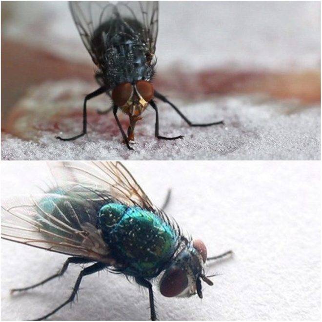 Как избавиться от мух в квартире или доме - различные методы борьбы в домашних условиях