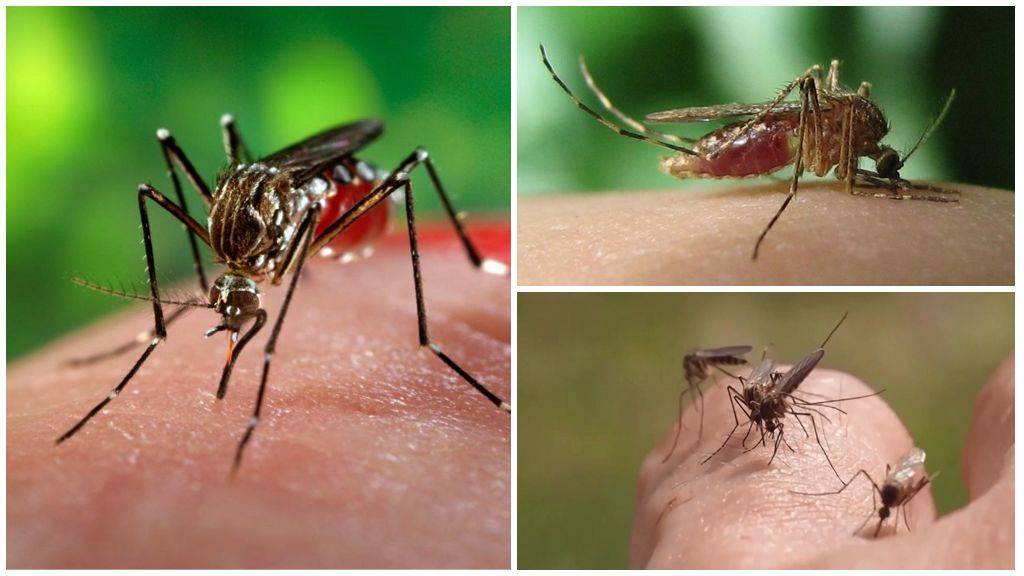 Сколько живут комары и как они размножаются