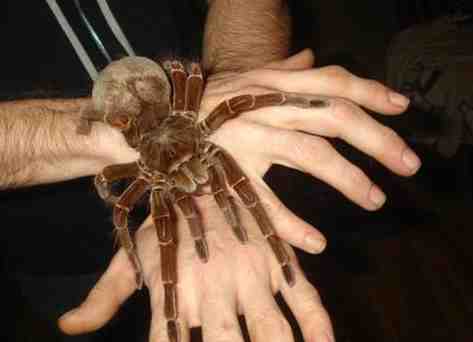 Самый большой паук в мире: как выглядит, размеры, фото, видео